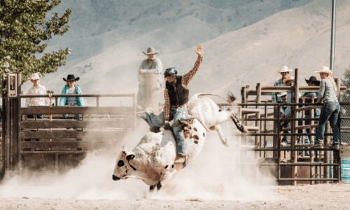 Colorado State fair Bull Riding