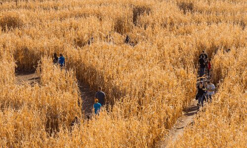 Chatfield Field Farms Corn Maze