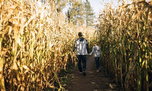 Corn Maze Denver