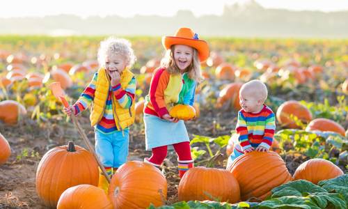 Cottonwood Farms Pumpkin Patch