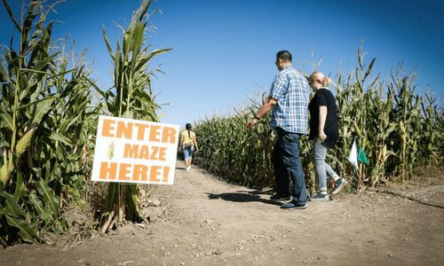 Maize in the City