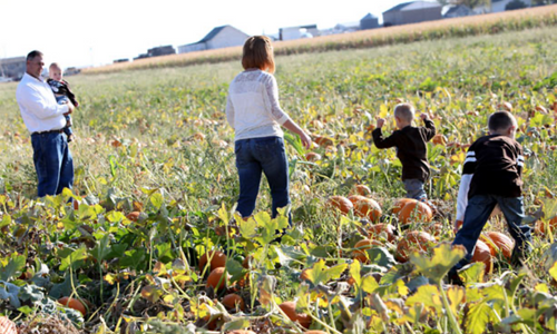 Mazzotti Farms