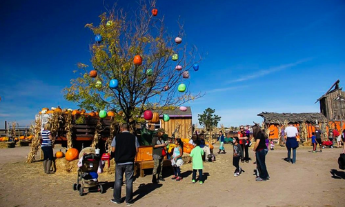 Mile High Farms